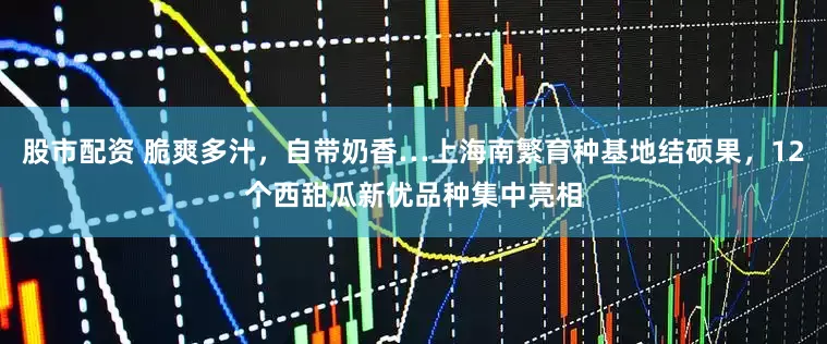 股市配资 脆爽多汁，自带奶香…上海南繁育种基地结硕果，12个西甜瓜新优品种集中亮相